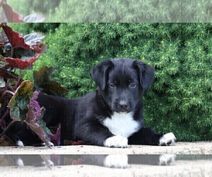 Labrador Retriever-Unknown Mix Puppy for sale in FREDERICKSBG, OH, USA