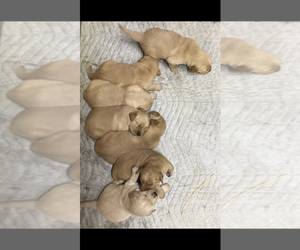 Golden Retriever Puppy for sale in FORT RECOVERY, OH, USA