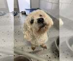 Small #2 Poodle (Miniature) Mix