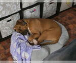 Small Photo #3 Boxer-Unknown Mix Puppy For Sale in Brewster, NY, USA