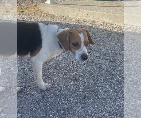 Medium Photo #1 Beagle Puppy For Sale in Evansville, IN, USA