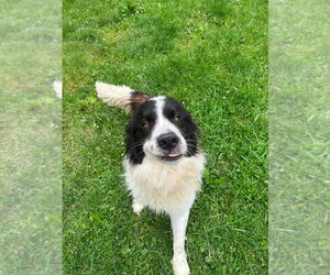 Great Pyrenees-Unknown Mix Dogs for adoption in Osgood, IN, USA