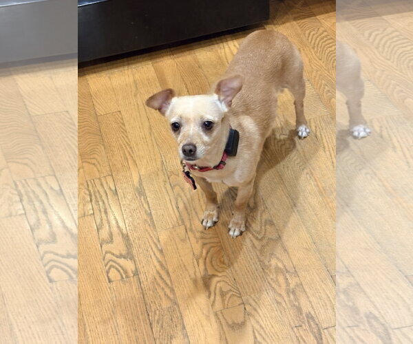Medium Photo #5 Chihuahua-Unknown Mix Puppy For Sale in New London, WI, USA