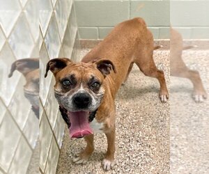 Boxer Dogs for adoption in Austin, TX, USA