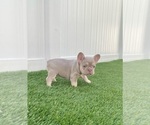 Small French Bulldog