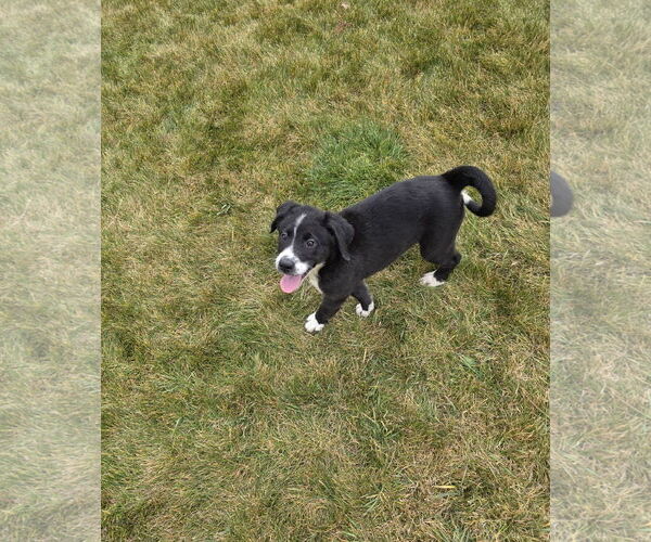 Medium Photo #2 Border-Aussie Puppy For Sale in MIDWAY, UT, USA