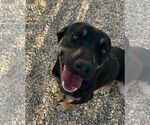 Small #1 Mountain Cur Mix