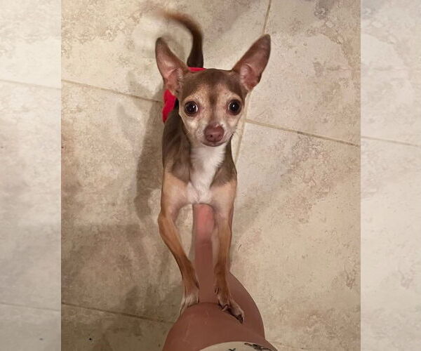 Medium Photo #2 Chihuahua-Unknown Mix Puppy For Sale in Rochester, NY, USA