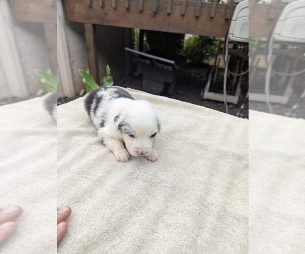 Medium Photo #7 Miniature Australian Shepherd Puppy For Sale in ADAIRSVILLE, GA, USA