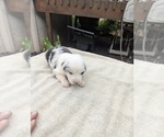Small #6 Miniature Australian Shepherd