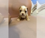 Small #9 French Bulldog