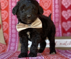 Goldendoodle Puppy for sale in LANCASTER, PA, USA
