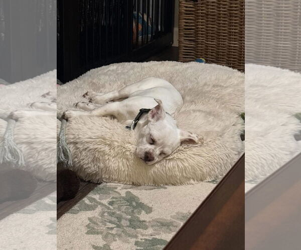 Medium Photo #4 Free-Lance Bulldog Puppy For Sale in Bellevue, WA, USA