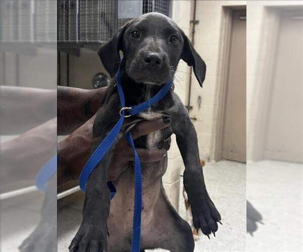 Medium Photo #1 Labrador Retriever-Unknown Mix Puppy For Sale in Conroe, TX, USA