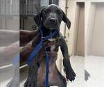 Small Labrador Retriever Mix