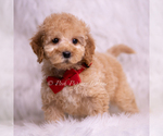 Small Photo #73 Goldendoodle (Miniature) Puppy For Sale in WARSAW, IN, USA