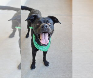 Granite - Male Labrottie Dog for Adoption - Photo #2