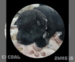 German Shepherd Dog Puppy for sale in BROOKFIELD, MO, USA