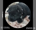 Small Photo #1 German Shepherd Dog Puppy For Sale in BROOKFIELD, MO, USA