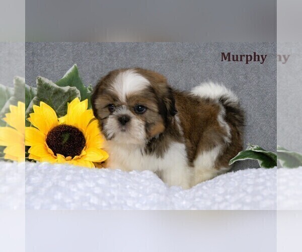 Medium Photo #10 Shih Tzu Puppy For Sale in CLARE, MI, USA