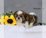 Small #9 Shih Tzu