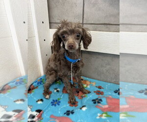 Poodle (Miniature) Dogs for adoption in Pacolet, SC, USA