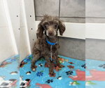 Small Poodle (Miniature)