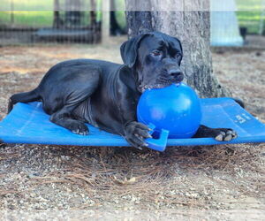 clifford - Male Mastiff Dog for Adoption - Photo #10