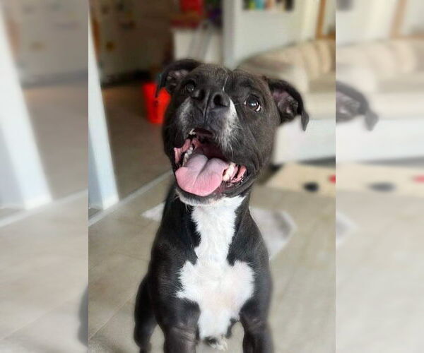 Medium Photo #6 Boxer-Unknown Mix Puppy For Sale in Germantown, OH, USA