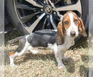 Basset Hound Dogs for adoption in Deepwater, NJ, USA