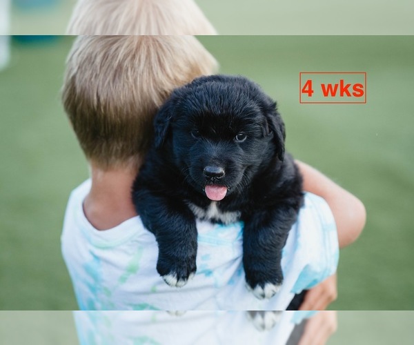 Medium Photo #10 Australian Retriever Puppy For Sale in MOORCROFT, WY, USA