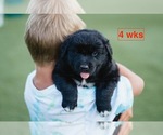 Small #9 Australian Retriever