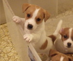 Small Photo #5 Jack Russell Terrier Puppy For Sale in CINCINNATI, OH, USA