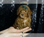 Small #1 Poodle (Toy)