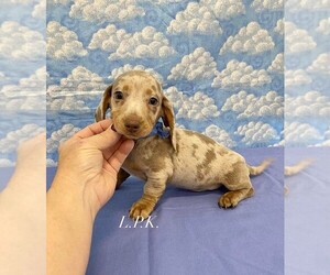 Dachshund Puppy for sale in WINNSBORO, LA, USA