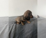 Small Photo #6 Dachshund Puppy For Sale in DAYTONA BEACH, FL, USA