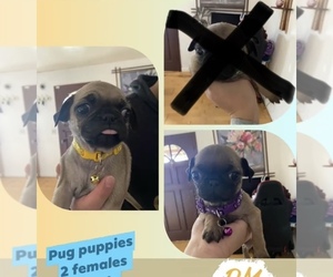 Pug Puppy for sale in WATSONVILLE, CA, USA