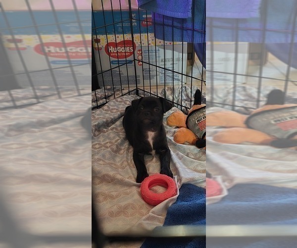 Medium Photo #10 Mutt Puppy For Sale in ORANGE, CA, USA