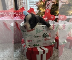 Boxer Puppy for sale in PRINCETON, WV, USA