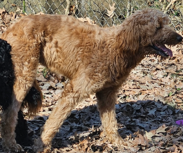 Medium Photo #1 Goldendoodle Puppy For Sale in MEMPHIS, TN, USA