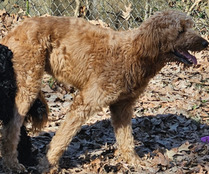 Father of the Goldendoodle puppies born on 04/09/2025