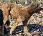 Small Photo #1 Goldendoodle Puppy For Sale in MEMPHIS, TN, USA