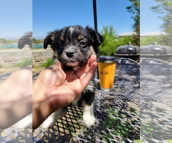 Medium Photo #1 Australian Shepherd Puppy For Sale in WILLIAMSBURG, CO, USA