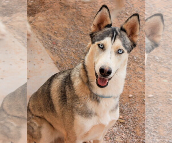 Medium Photo #5 Siberian Husky-Unknown Mix Puppy For Sale in Cedar Crest, NM, USA