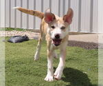 Small #1 Catahoula Leopard Dog