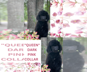 Poodle (Standard) Puppy for sale in PITTS, GA, USA