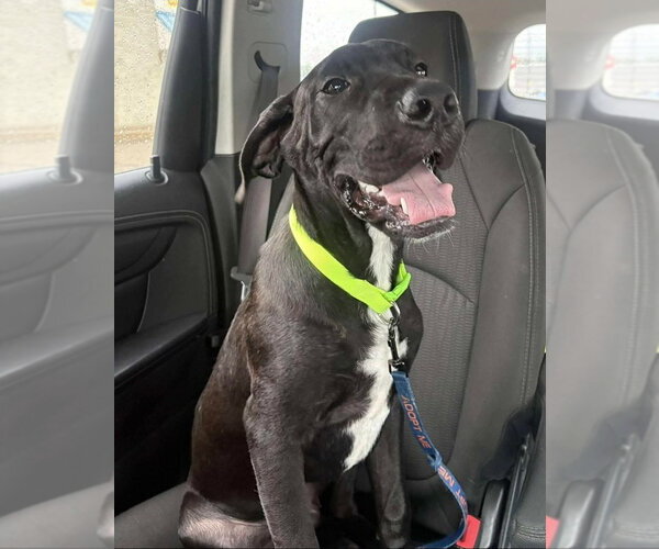 Medium Photo #1 Great Dane-Unknown Mix Puppy For Sale in Bullard, TX, USA