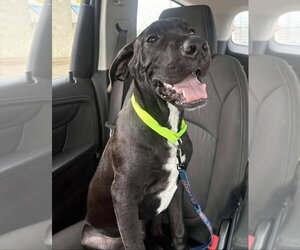 Great Dane-Unknown Mix Dogs for adoption in Bullard, TX, USA