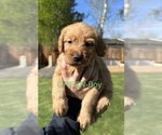 Puppy Green Australian Labradoodle