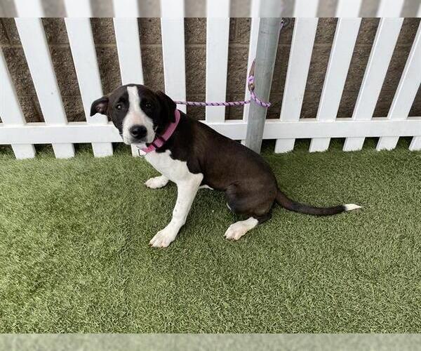 Medium Photo #1 Border Collie-Unknown Mix Puppy For Sale in Modesto, CA, USA